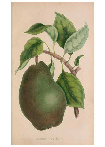 Reproducción/Reproduction 48642292878: The florist and pomologist.. London :""Journal of Horticulture"" Office,1863-1879.. 