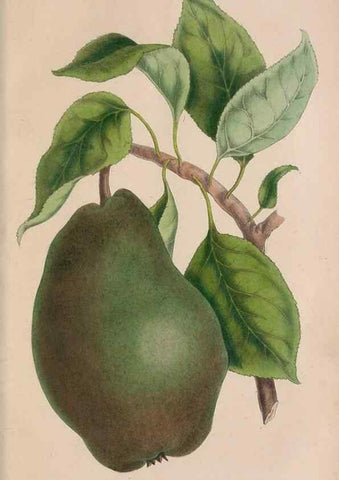 Reproducción/Reproduction 48642292878: The florist and pomologist.. London :""Journal of Horticulture"" Office,1863-1879.. 