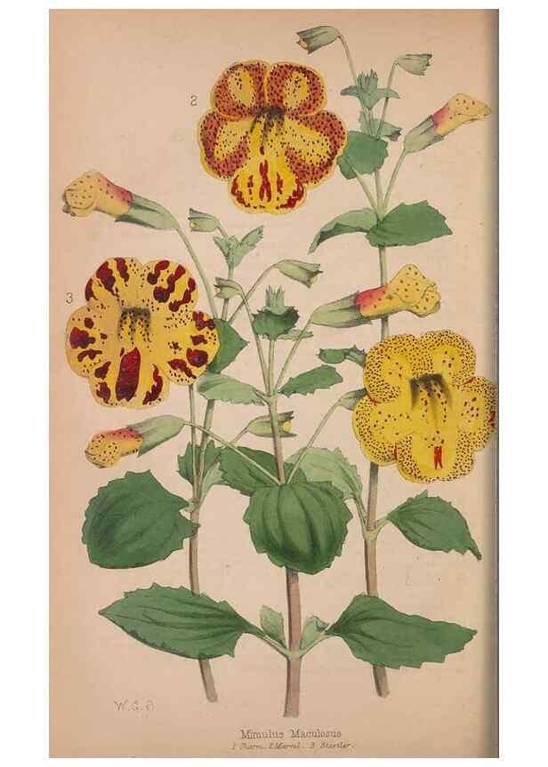 Reproducción/Reproduction 48642789637: The florist and pomologist.. London :""Journal of Horticulture"" Office,1863-1879.. 