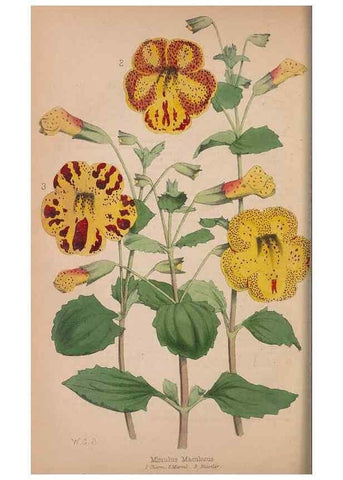 Reproducción/Reproduction 48642789637: The florist and pomologist.. London :""Journal of Horticulture"" Office,1863-1879.. 