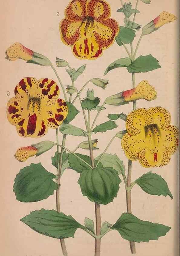 Reproducción/Reproduction 48642789637: The florist and pomologist.. London :""Journal of Horticulture"" Office,1863-1879.. 
