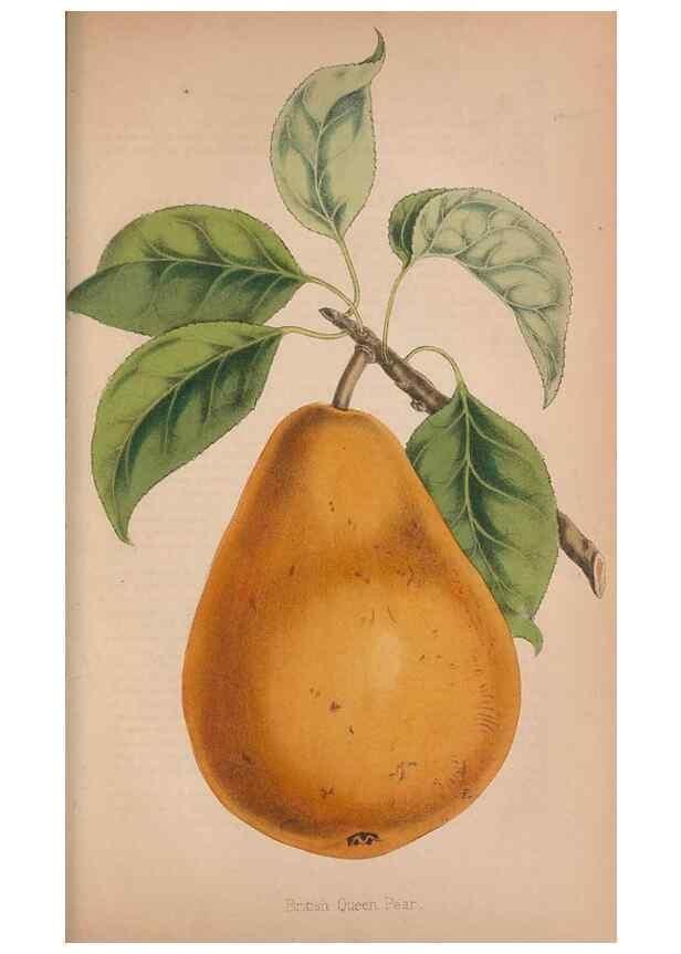 Reproducción/Reproduction 48642790087: The florist and pomologist.. London :""Journal of Horticulture"" Office,1863-1879.. 
