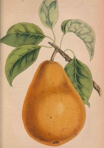 Reproducción/Reproduction 48642790087: The florist and pomologist.. London :""Journal of Horticulture"" Office,1863-1879.. 