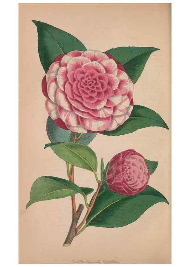 Reproducción/Reproduction 48642790582: The florist and pomologist.. London :""Journal of Horticulture"" Office,1863-1879.. 