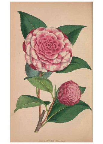 Reproducción/Reproduction 48642790582: The florist and pomologist.. London :""Journal of Horticulture"" Office,1863-1879.. 