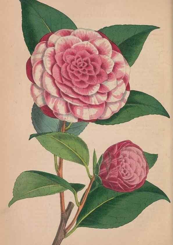 Reproducción/Reproduction 48642790582: The florist and pomologist.. London :""Journal of Horticulture"" Office,1863-1879.. 