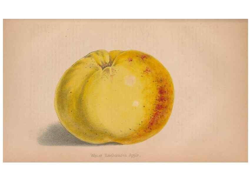 Reproducción/Reproduction 48642790997: The florist and pomologist.. London :""Journal of Horticulture"" Office,1863-1879.. 