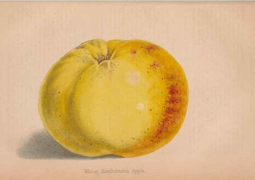 Reproducción/Reproduction 48642790997: The florist and pomologist.. London :""Journal of Horticulture"" Office,1863-1879.. 