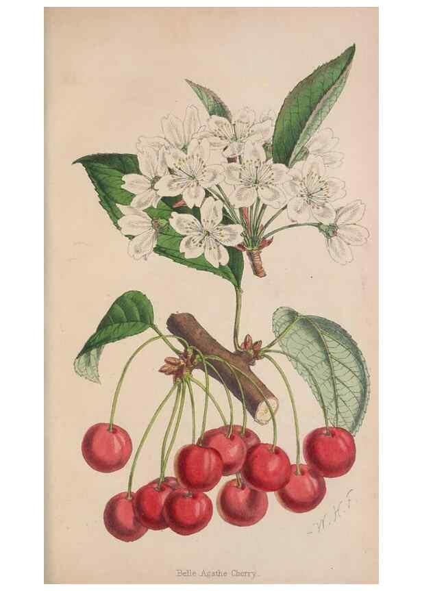 Reproducción/Reproduction 48642787747: The florist and pomologist.. London :""Journal of Horticulture"" Office,1863-1879.. 