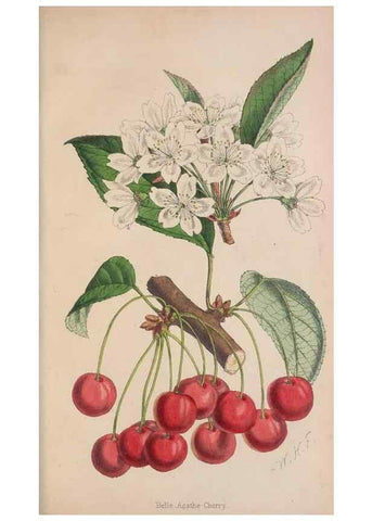 Reproducción/Reproduction 48642787747: The florist and pomologist.. London :""Journal of Horticulture"" Office,1863-1879.. 