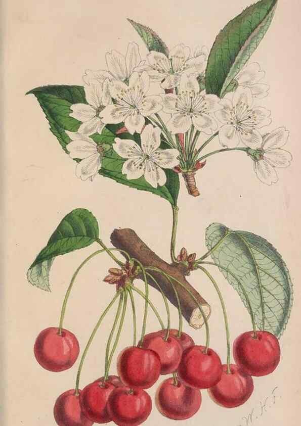 Reproducción/Reproduction 48642787747: The florist and pomologist.. London :""Journal of Horticulture"" Office,1863-1879.. 