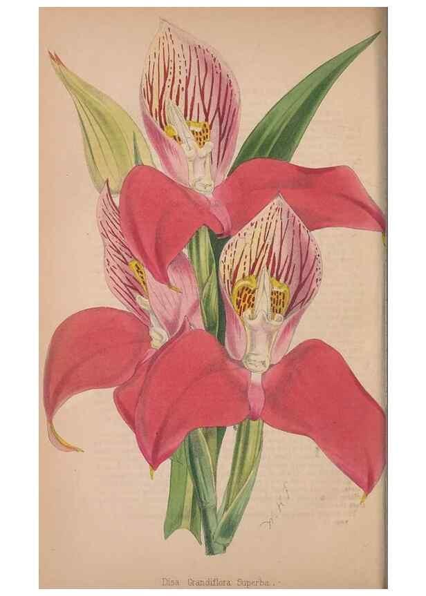 Reproducción/Reproduction 48642646876: The florist and pomologist.. London :""Journal of Horticulture"" Office,1863-1879.. 