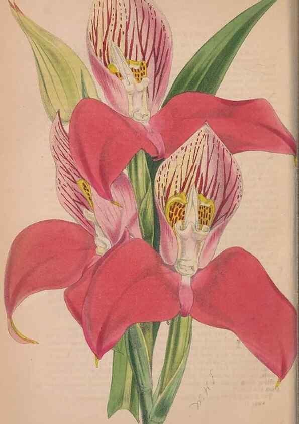 Reproducción/Reproduction 48642646876: The florist and pomologist.. London :""Journal of Horticulture"" Office,1863-1879.. 