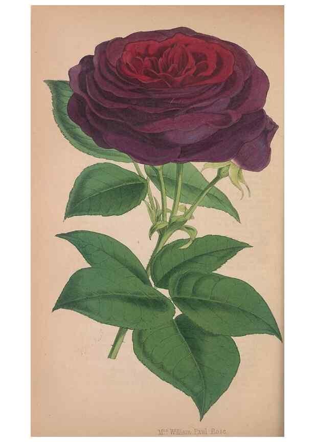 Reproducción/Reproduction 48642647876: The florist and pomologist.. London :""Journal of Horticulture"" Office,1863-1879.. 