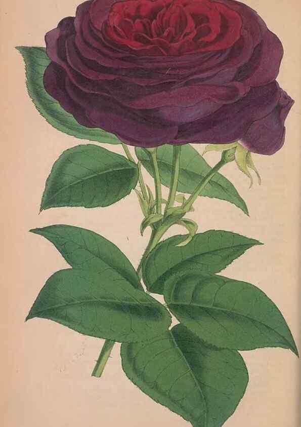Reproducción/Reproduction 48642647876: The florist and pomologist.. London :""Journal of Horticulture"" Office,1863-1879.. 