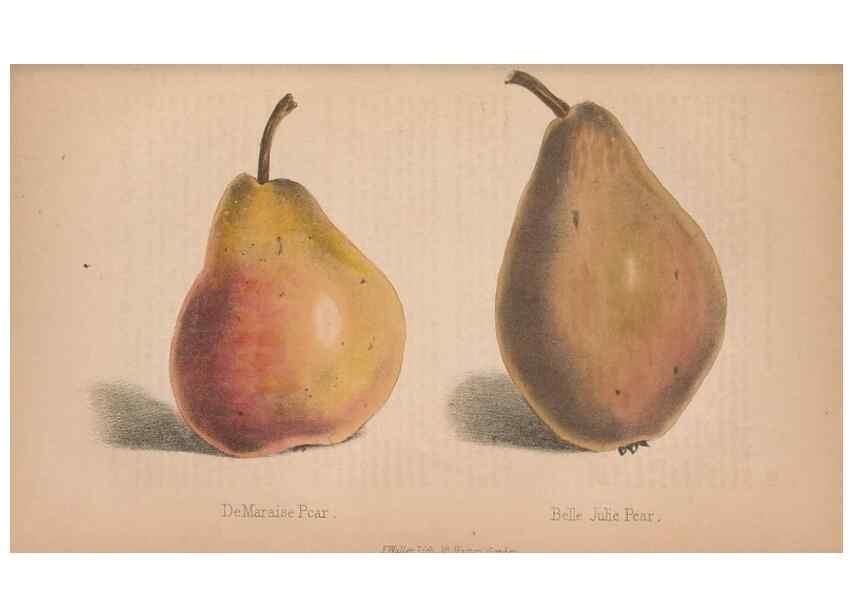 Reproducción/Reproduction 48642296048: The florist and pomologist.. London :""Journal of Horticulture"" Office,1863-1879.. 