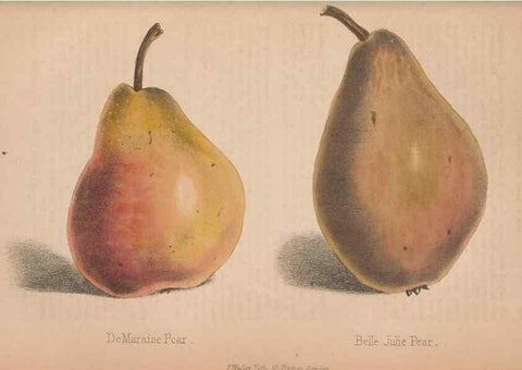 Reproducción/Reproduction 48642296048: The florist and pomologist.. London :""Journal of Horticulture"" Office,1863-1879.. 