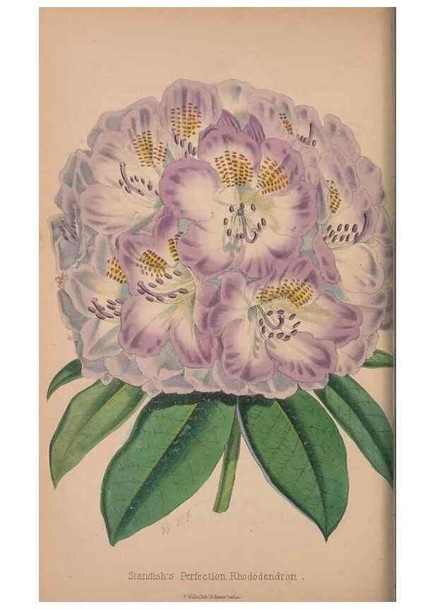 Reproducción/Reproduction 48642296463: The florist and pomologist.. London :""Journal of Horticulture"" Office,1863-1879.. 