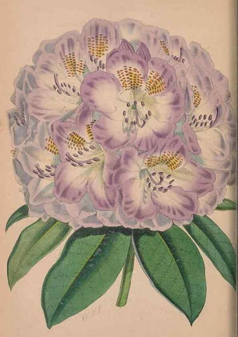 Reproducción/Reproduction 48642296463: The florist and pomologist.. London :""Journal of Horticulture"" Office,1863-1879.. 