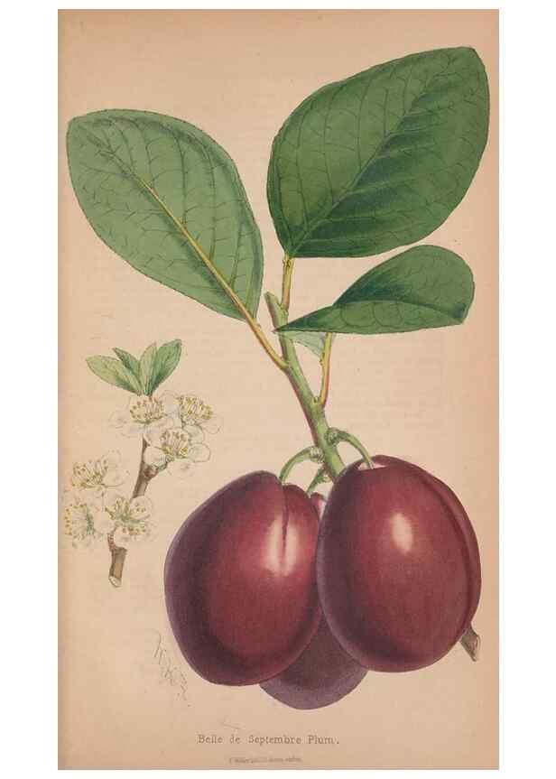 Reproducción/Reproduction 48642649146: The florist and pomologist.. London :""Journal of Horticulture"" Office,1863-1879.. 
