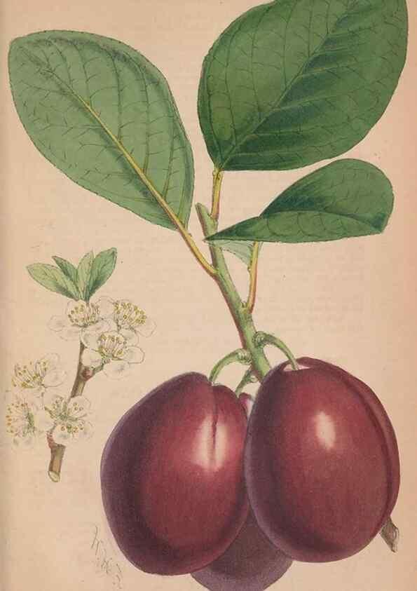 Reproducción/Reproduction 48642649146: The florist and pomologist.. London :""Journal of Horticulture"" Office,1863-1879.. 