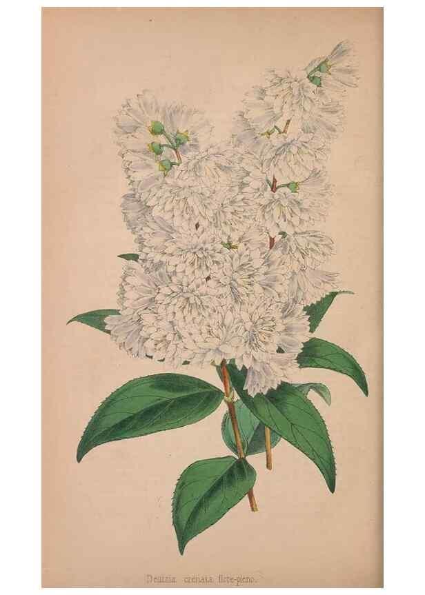 Reproducción/Reproduction 48642649581: The florist and pomologist.. London :""Journal of Horticulture"" Office,1863-1879.. 