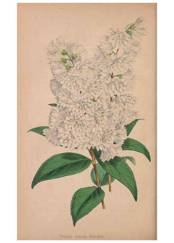 Reproducción/Reproduction 48642649581: The florist and pomologist.. London :""Journal of Horticulture"" Office,1863-1879.. 