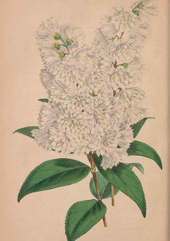 Reproducción/Reproduction 48642649581: The florist and pomologist.. London :""Journal of Horticulture"" Office,1863-1879.. 
