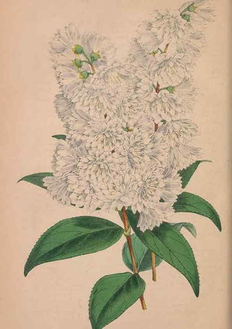 Reproducción/Reproduction 48642649581: The florist and pomologist.. London :""Journal of Horticulture"" Office,1863-1879.. 