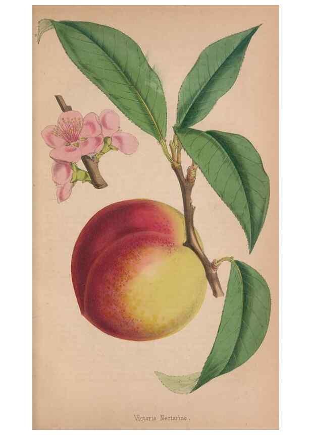 Reproducción/Reproduction 48642297993: The florist and pomologist.. London :""Journal of Horticulture"" Office,1863-1879.. 