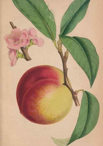 Reproducción/Reproduction 48642297993: The florist and pomologist.. London :""Journal of Horticulture"" Office,1863-1879.. 