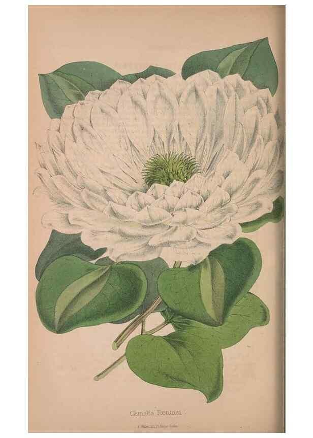 Reproducción/Reproduction 48642795377: The florist and pomologist.. London :""Journal of Horticulture"" Office,1863-1879.. 