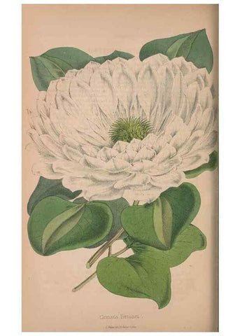 Reproducción/Reproduction 48642795377: The florist and pomologist.. London :""Journal of Horticulture"" Office,1863-1879.. 