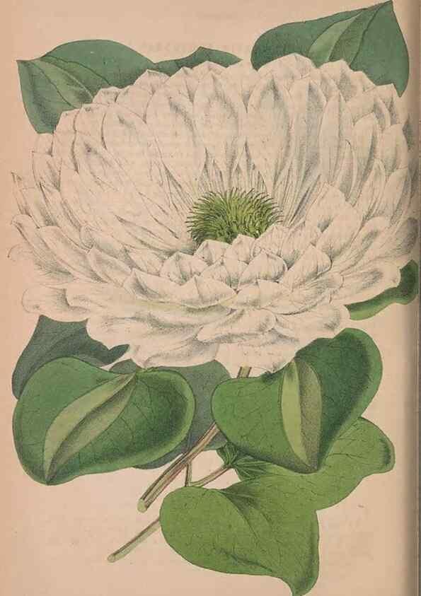 Reproducción/Reproduction 48642795377: The florist and pomologist.. London :""Journal of Horticulture"" Office,1863-1879.. 