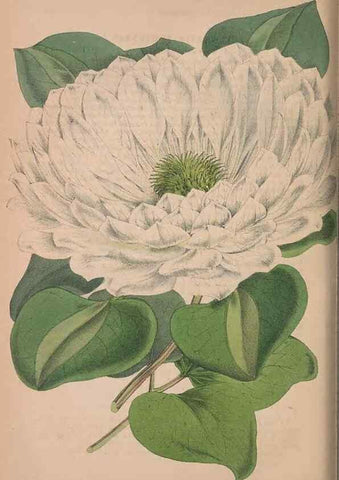 Reproducción/Reproduction 48642795377: The florist and pomologist.. London :""Journal of Horticulture"" Office,1863-1879.. 