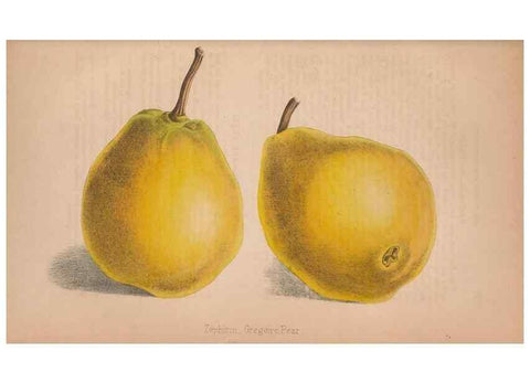 Reproducción/Reproduction 48642791707: The florist and pomologist.. London :""Journal of Horticulture"" Office,1863-1879.. 
