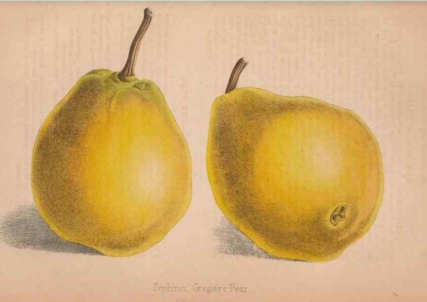 Reproducción/Reproduction 48642791707: The florist and pomologist.. London :""Journal of Horticulture"" Office,1863-1879.. 