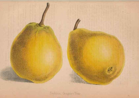 Reproducción/Reproduction 48642791707: The florist and pomologist.. London :""Journal of Horticulture"" Office,1863-1879.. 