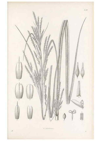 Reproducción/Reproduction 48682877316: Illustrations of the genus Carex. London :William Pamplin,1858-1867.. 