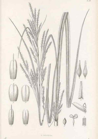 Reproducción/Reproduction 48682877316: Illustrations of the genus Carex. London :William Pamplin,1858-1867.. 