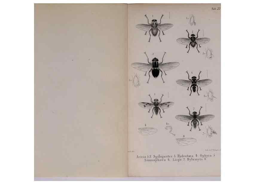 Reproducción/Reproduction 48641839641: Diptères exotiques nouveaux ou peu connus. Paris :Roret,1838-[43]. 
