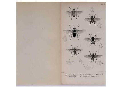 Reproducción/Reproduction 48641839641: Diptères exotiques nouveaux ou peu connus. Paris :Roret,1838-[43]. 