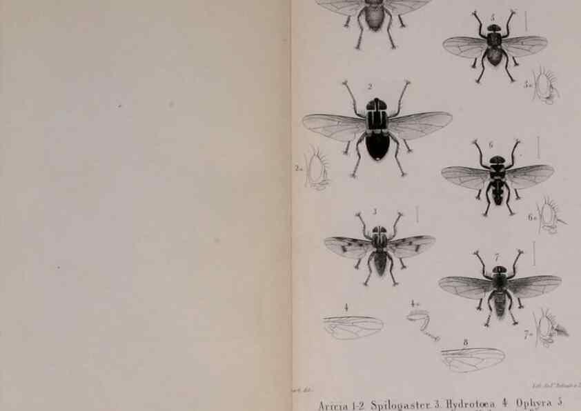 Reproducción/Reproduction 48641839641: Diptères exotiques nouveaux ou peu connus. Paris :Roret,1838-[43]. 