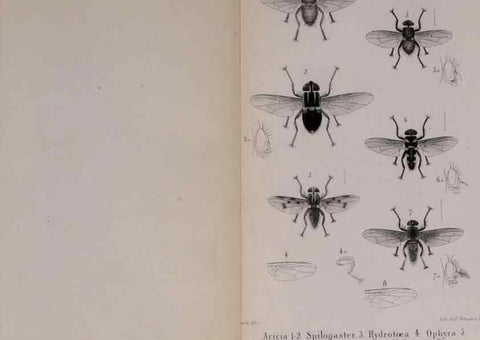 Reproducción/Reproduction 48641839641: Diptères exotiques nouveaux ou peu connus. Paris :Roret,1838-[43]. 