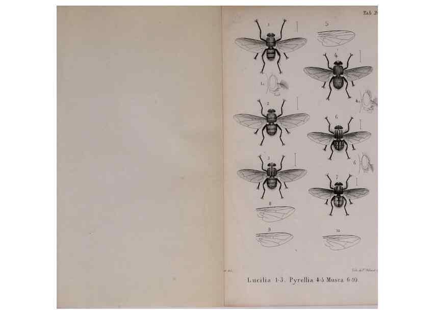 Reproducción/Reproduction 48641839181: Diptères exotiques nouveaux ou peu connus. Paris :Roret,1838-[43]. 