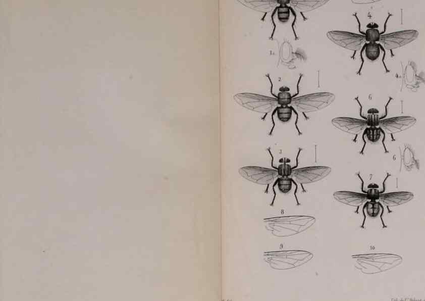 Reproducción/Reproduction 48641839181: Diptères exotiques nouveaux ou peu connus. Paris :Roret,1838-[43]. 