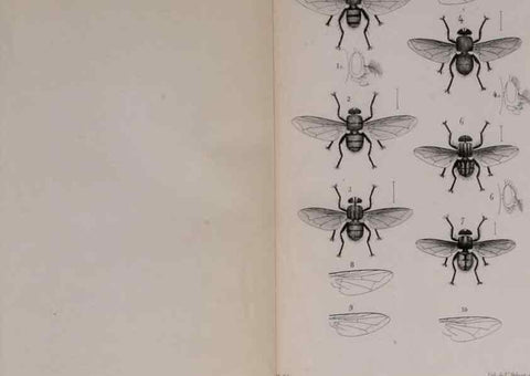 Reproducción/Reproduction 48641839181: Diptères exotiques nouveaux ou peu connus. Paris :Roret,1838-[43]. 