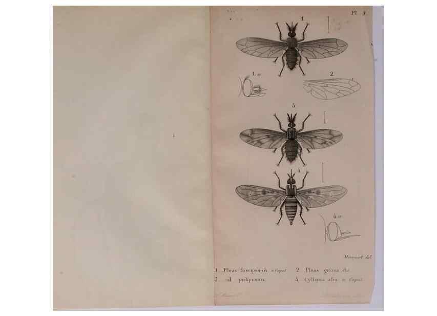 Reproducción/Reproduction 48641969152: Diptères exotiques nouveaux ou peu connus. Paris :Roret,1838-[43]. 