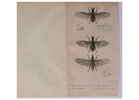 Reproducción/Reproduction 48641969152: Diptères exotiques nouveaux ou peu connus. Paris :Roret,1838-[43]. 
