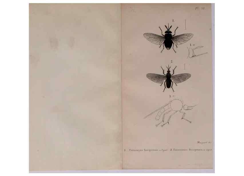 Reproducción/Reproduction 48641474693: Diptères exotiques nouveaux ou peu connus. Paris :Roret,1838-[43]. 